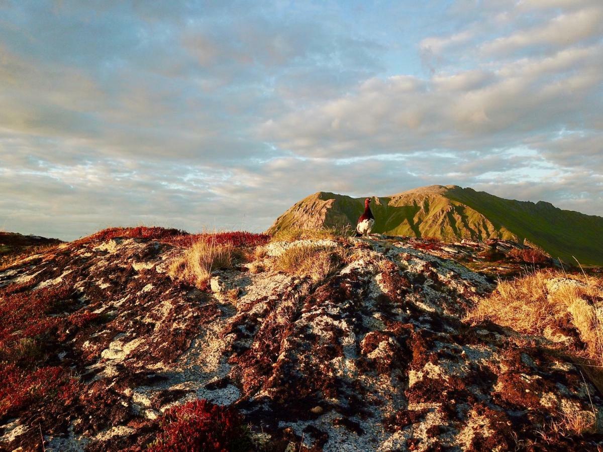 Lofoten Ocean View - Sandoy Gard Sand  Exteriör bild